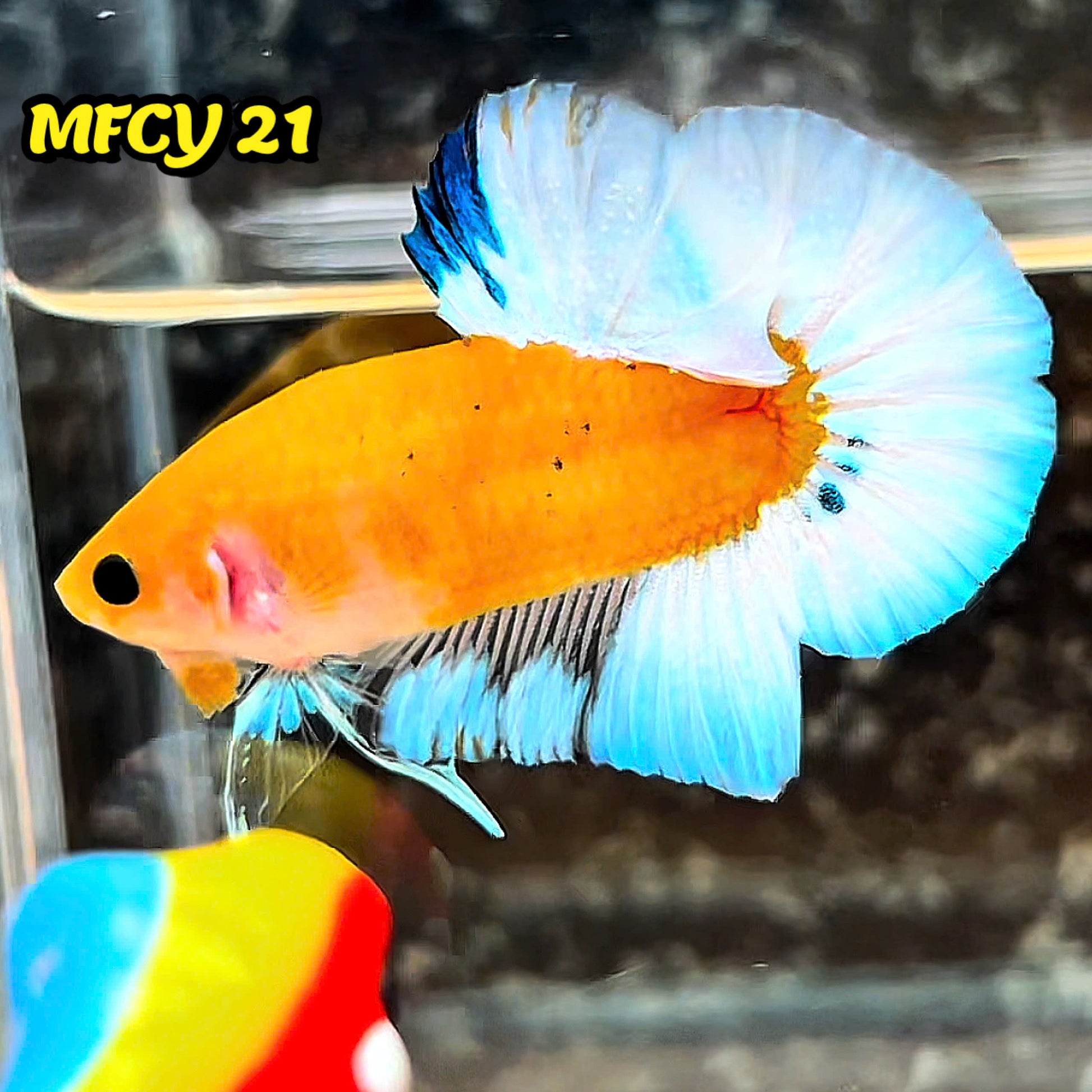 Yellow Fancy Male Betta Fish | Order Directly From Farm | You Pick Fish