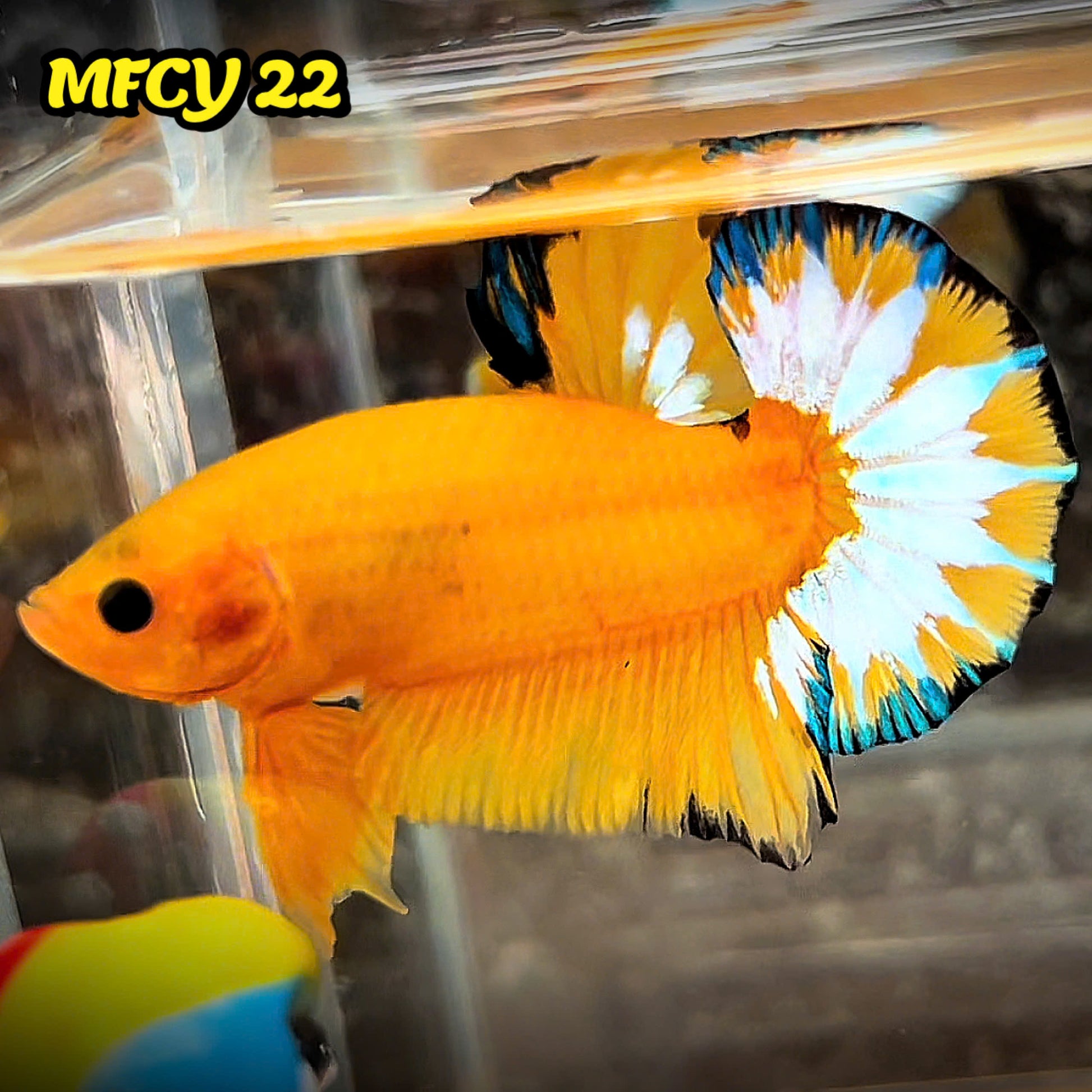 Yellow Fancy Male Betta Fish | Order Directly From Farm | You Pick Fish