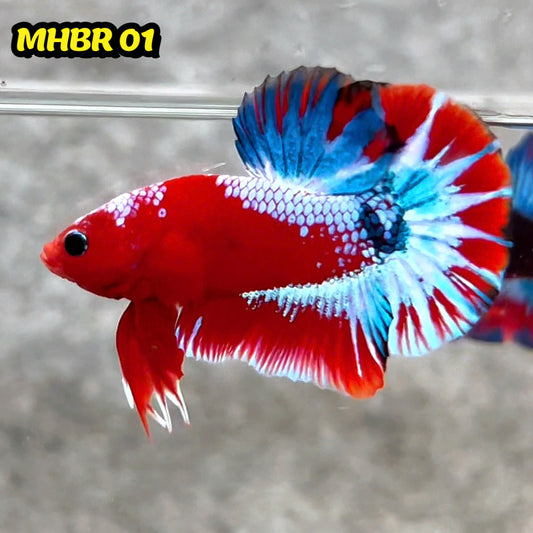 Hellboy Plakat Male Betta Fish | Order Directly From Farm | You Pick Fish