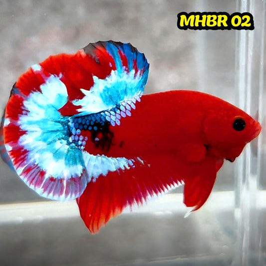 Hellboy Plakat Male Betta Fish | Order Directly From Farm | You Pick Fish