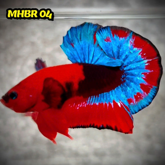 Hellboy Plakat Male Betta Fish | Order Directly From Farm | You Pick Fish