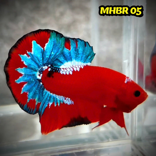 Hellboy Plakat Male Betta Fish | Order Directly From Farm | You Pick Fish