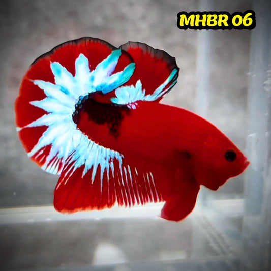 Hellboy Plakat Male Betta Fish | Order Directly From Farm | You Pick Fish