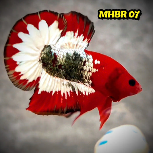 Hellboy Plakat Male Betta Fish | Order Directly From Farm | You Pick Fish