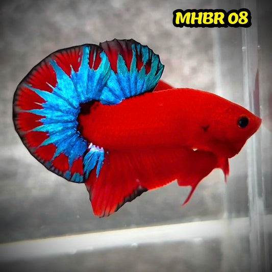 Hellboy Plakat Male Betta Fish | Order Directly From Farm | You Pick Fish