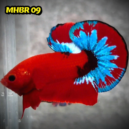 Hellboy Plakat Male Betta Fish | Order Directly From Farm | You Pick Fish