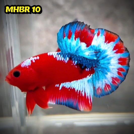 Hellboy Plakat Male Betta Fish | Order Directly From Farm | You Pick Fish