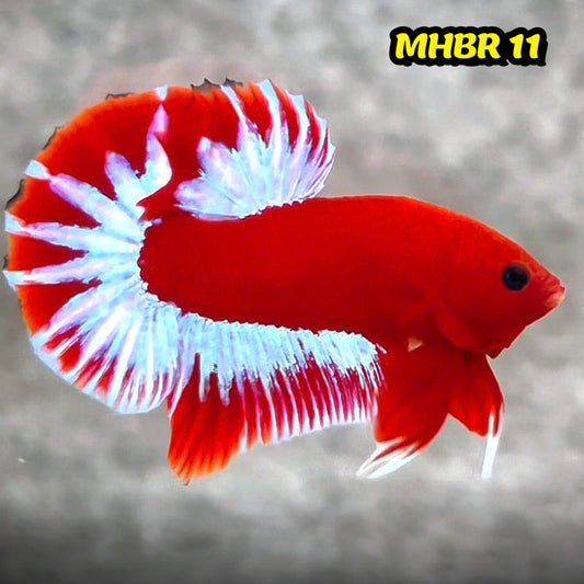 Hellboy Plakat Male Betta Fish | Order Directly From Farm | You Pick Fish