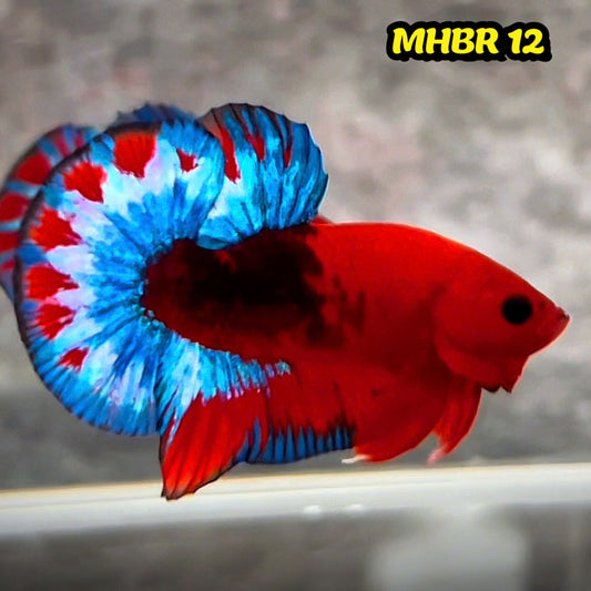 Hellboy Plakat Male Betta Fish | Order Directly From Farm | You Pick Fish