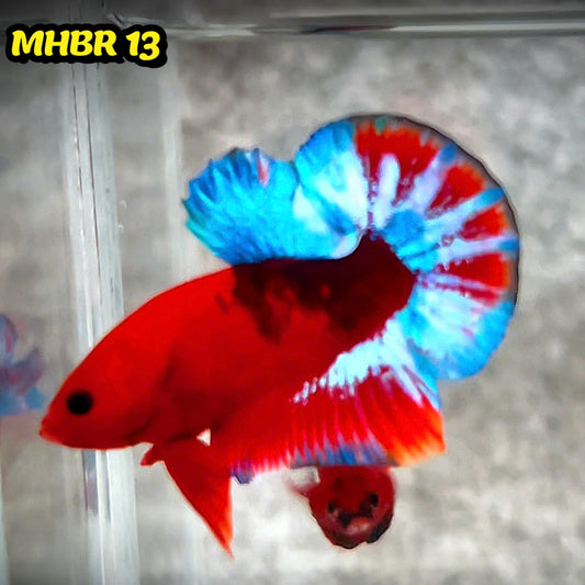Hellboy Plakat Male Betta Fish | Order Directly From Farm | You Pick Fish