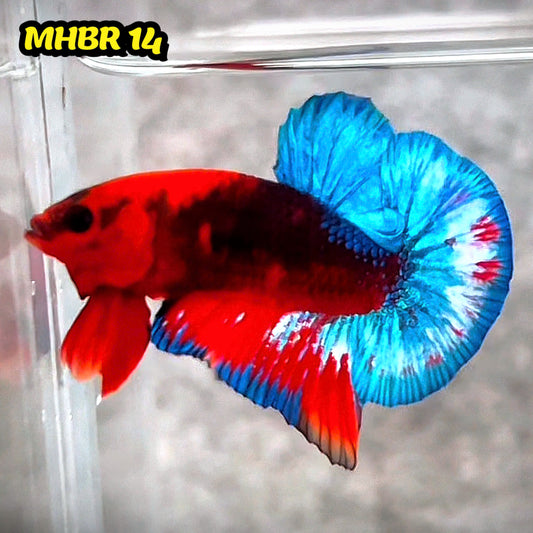 Hellboy Plakat Male Betta Fish | Order Directly From Farm | You Pick Fish
