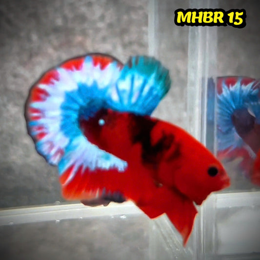 Hellboy Plakat Male Betta Fish | Order Directly From Farm | You Pick Fish