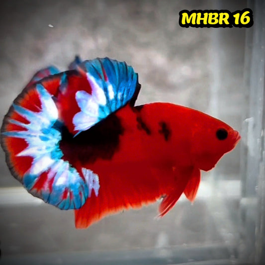 Hellboy Plakat Male Betta Fish | Order Directly From Farm | You Pick Fish