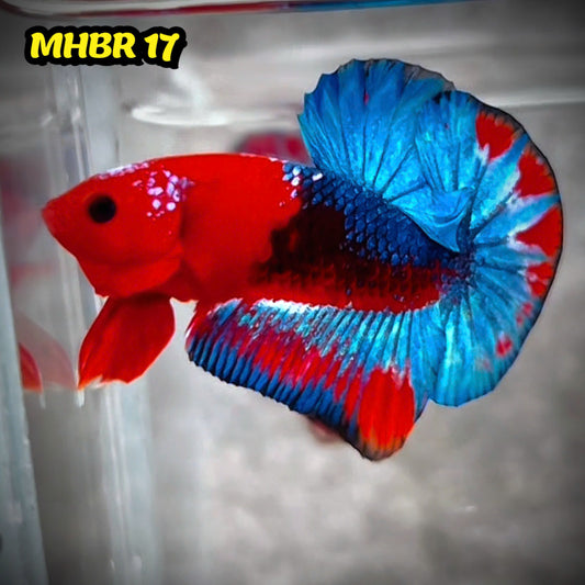 Hellboy Plakat Male Betta Fish | Order Directly From Farm | You Pick Fish