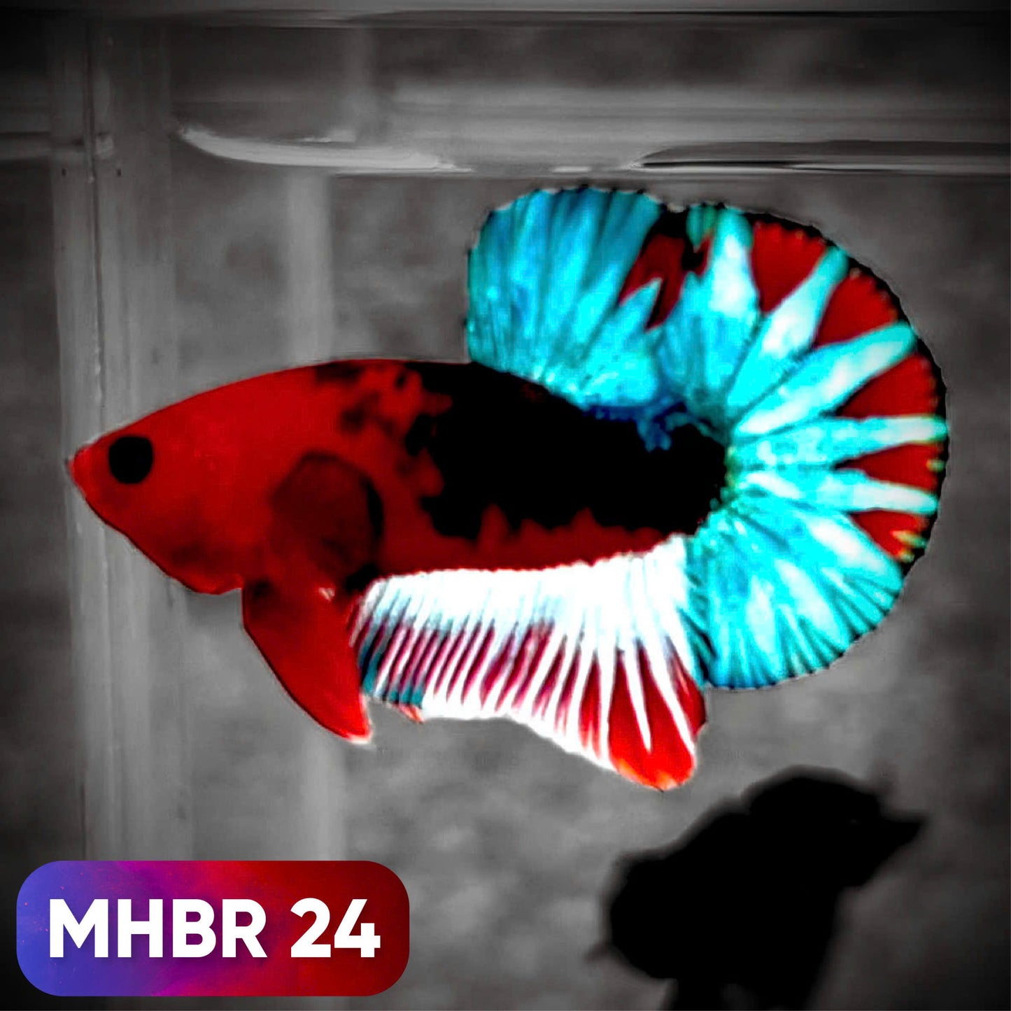 Hellboy Plakat Male Betta Fish | Order Directly From Farm | You Pick Fish