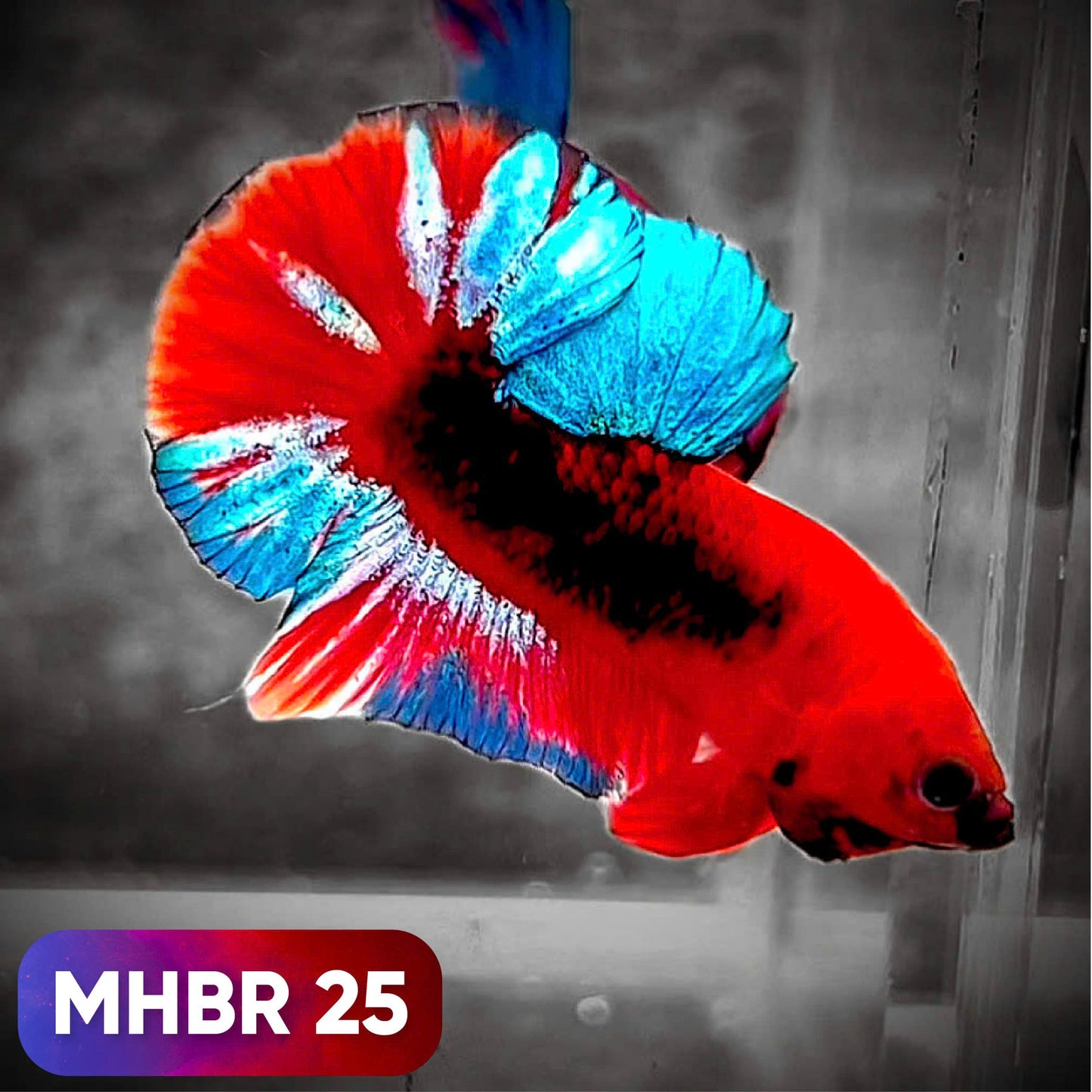 Hellboy Plakat Male Betta Fish | Order Directly From Farm | You Pick Fish