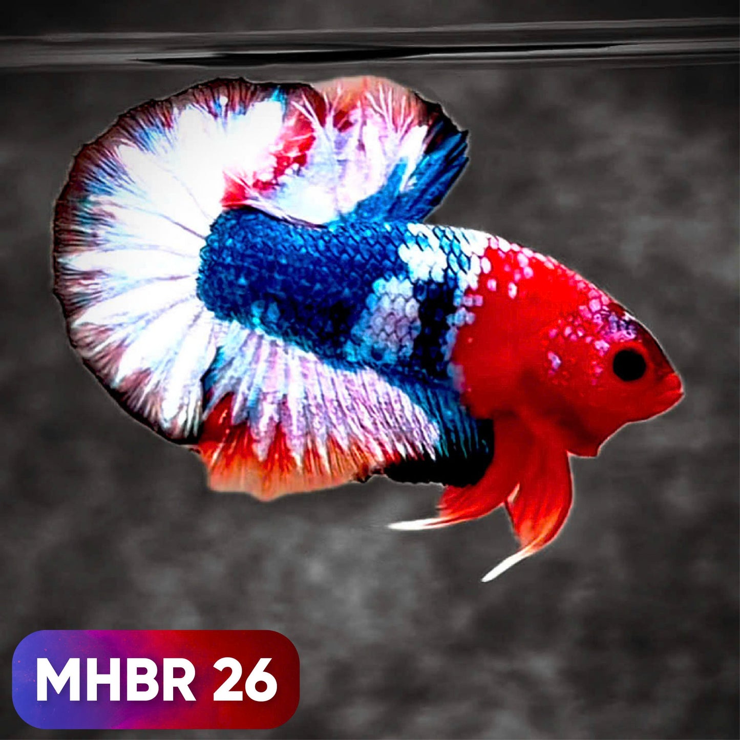 Hellboy Plakat Male Betta Fish | Order Directly From Farm | You Pick Fish