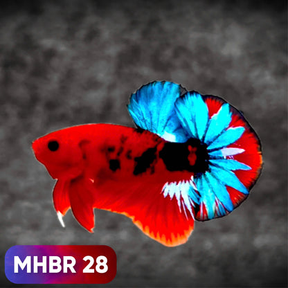 Hellboy Plakat Male Betta Fish | Order Directly From Farm | You Pick Fish