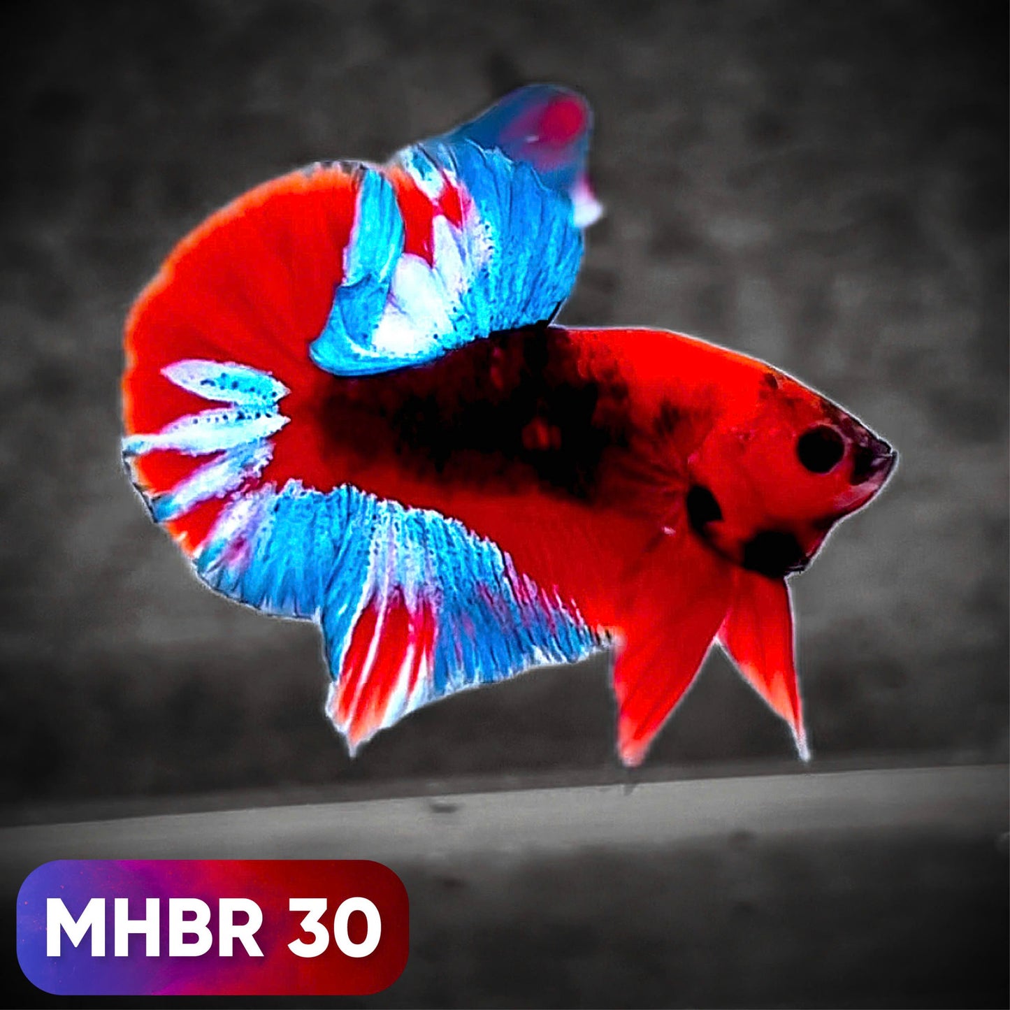 Hellboy Plakat Male Betta Fish | Order Directly From Farm | You Pick Fish