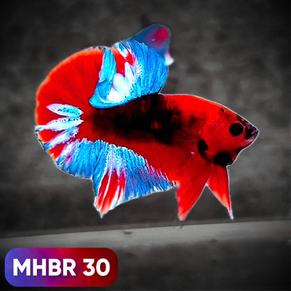 Hellboy Plakat Male Betta Fish | Order Directly From Farm | You Pick Fish