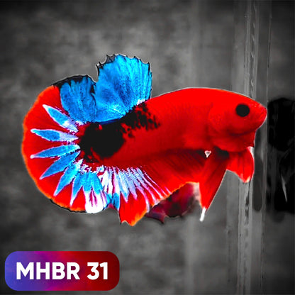 Hellboy Plakat Male Betta Fish | Order Directly From Farm | You Pick Fish