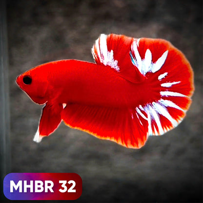 Hellboy Plakat Male Betta Fish | Order Directly From Farm | You Pick Fish