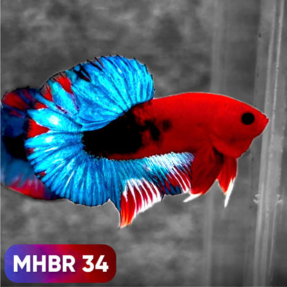 Hellboy Plakat Male Betta Fish | Order Directly From Farm | You Pick Fish