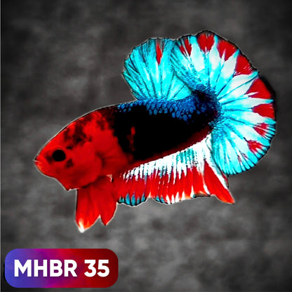 Hellboy Plakat Male Betta Fish | Order Directly From Farm | You Pick Fish
