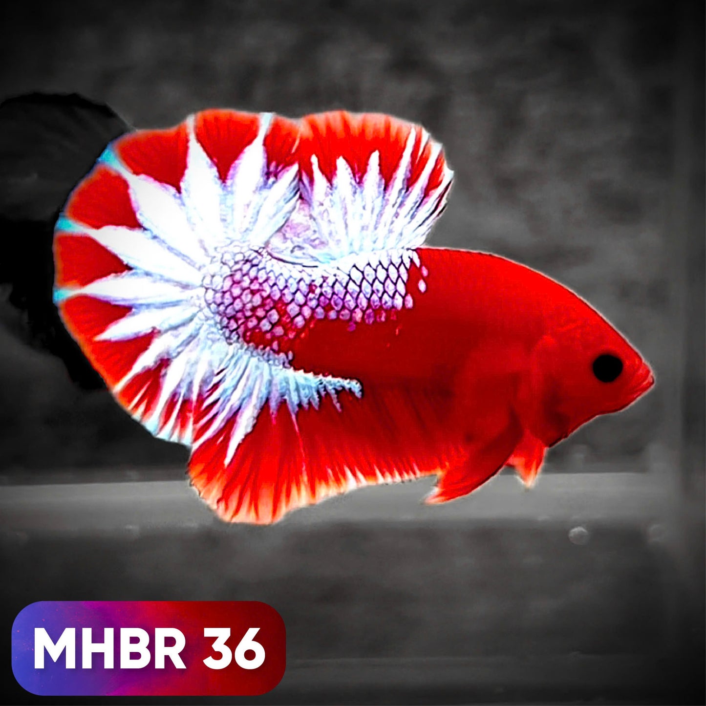 Hellboy Plakat Male Betta Fish | Order Directly From Farm | You Pick Fish