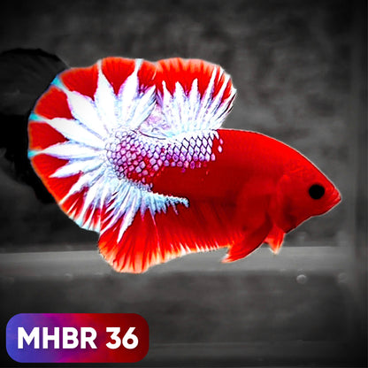 Hellboy Plakat Male Betta Fish | Order Directly From Farm | You Pick Fish