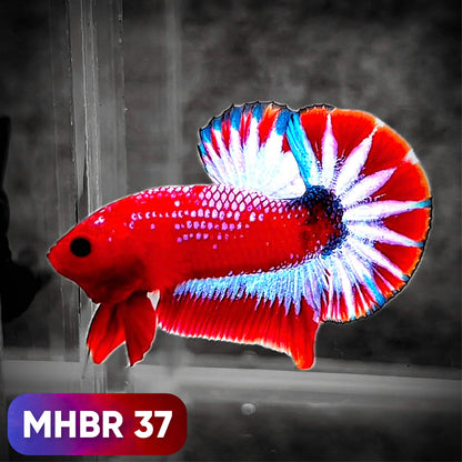 Hellboy Plakat Male Betta Fish | Order Directly From Farm | You Pick Fish