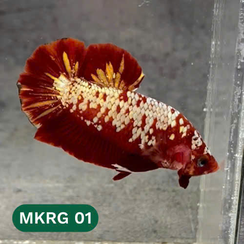 Golden Star Dust Galaxy Plakat Male Betta Fish | Super Rare | You Pick Fish