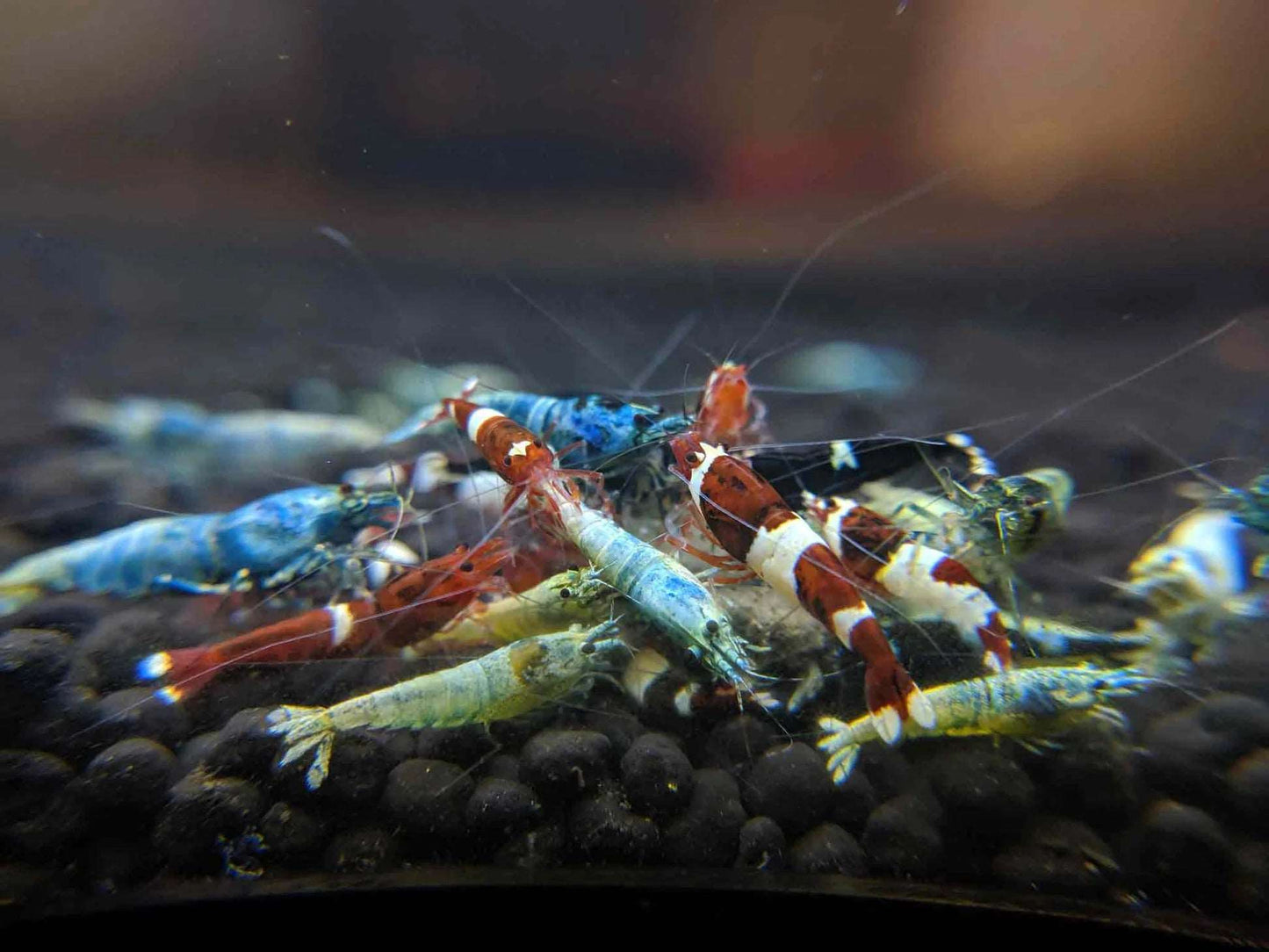 Mixed Caridina Shrimp