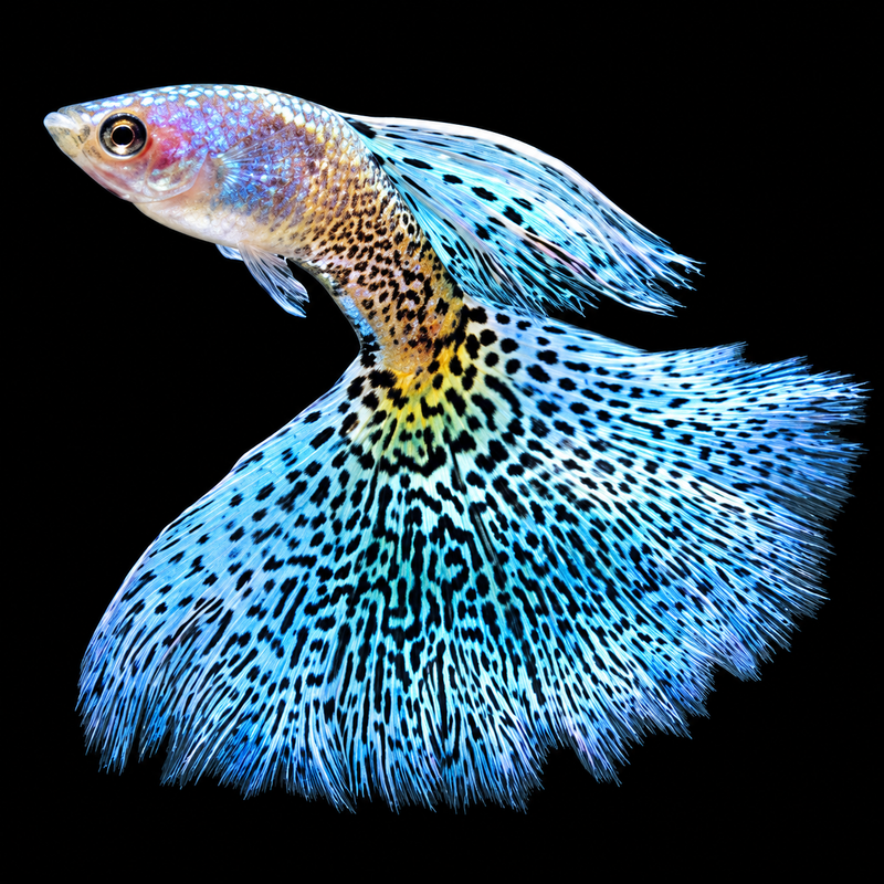 Fancy Guppy