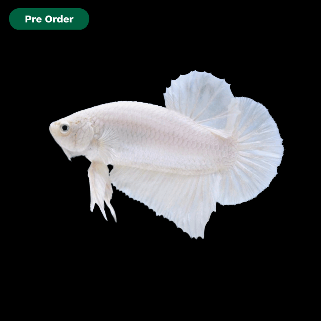 Super White Plakat Male Betta Fish