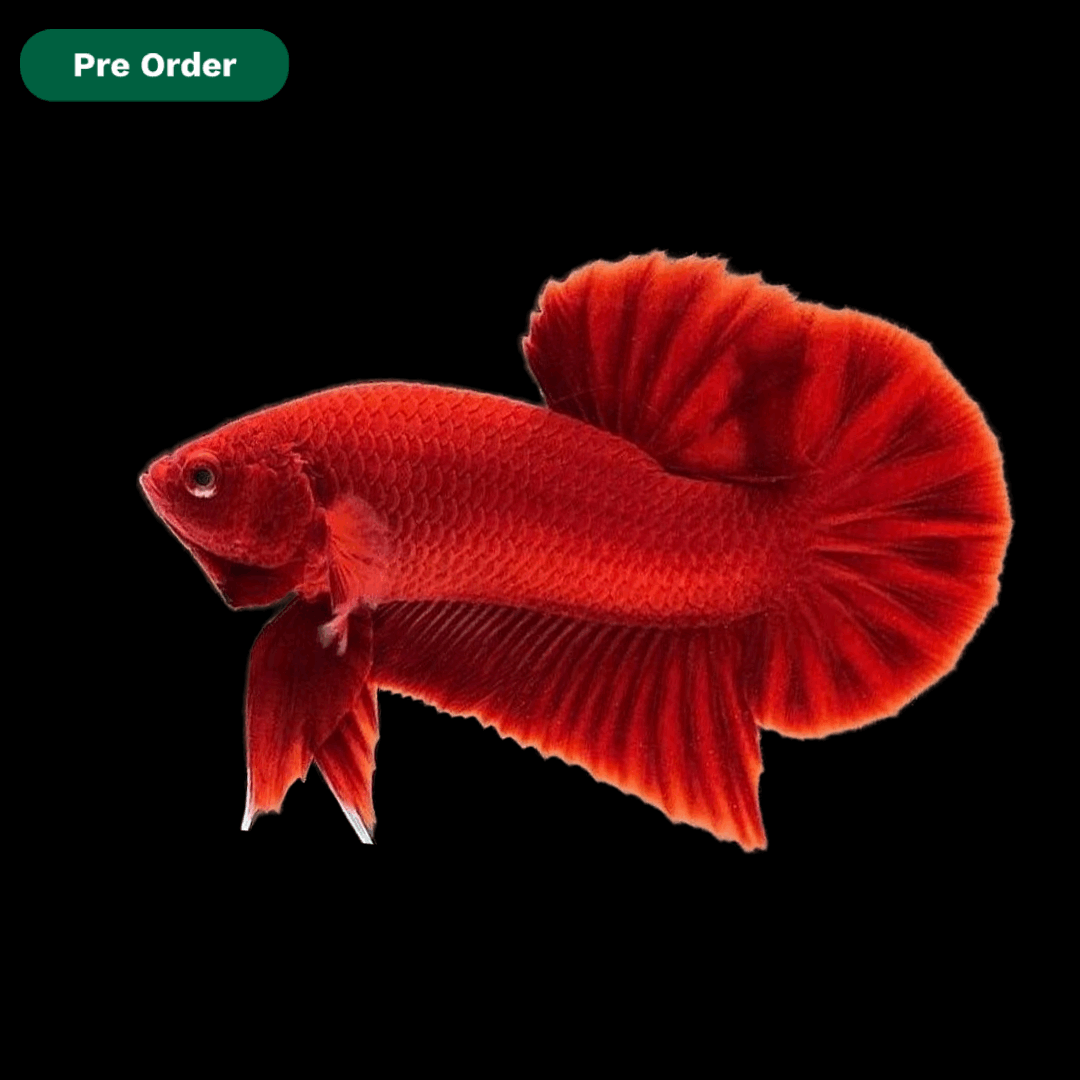 Super Red Plakat Male Betta Fish