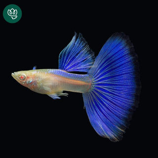 Blue Topaz Big Dorsal Guppy Fish