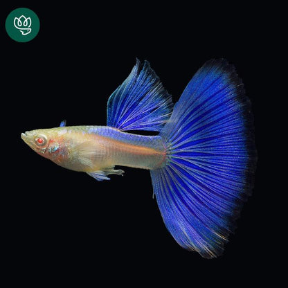 Blue Topaz Big Dorsal Guppy