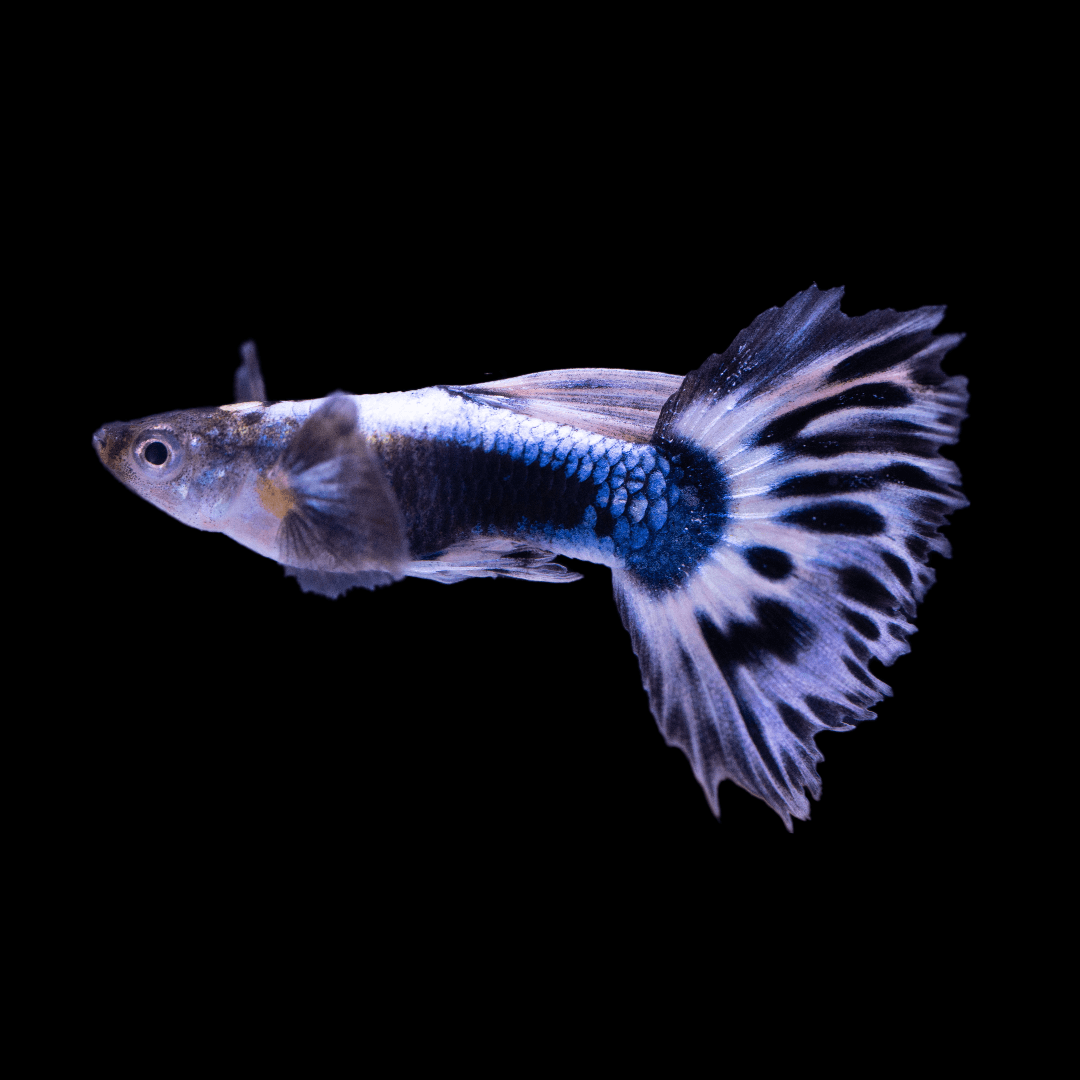 Purple Ivory Mosaic Guppy Fish