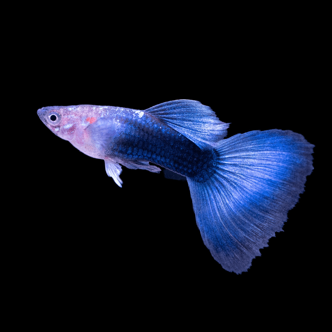 Half Black Blue Guppy Fish