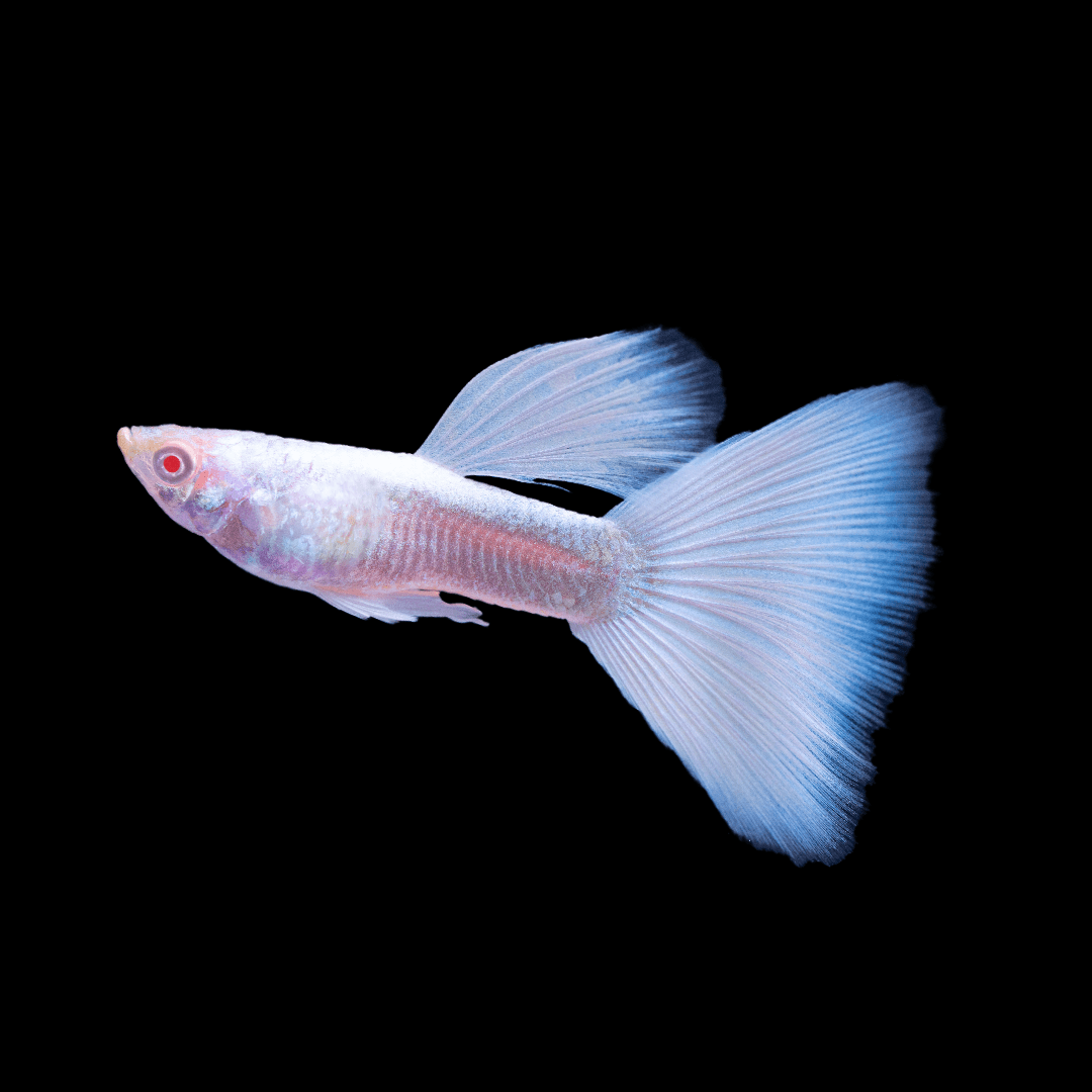 Albino Full White Platinum Guppy Fish