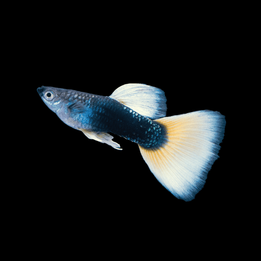 Half Black Yellow Guppy Fish