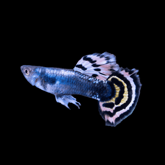 Tiger Halfmoon Guppy Fish