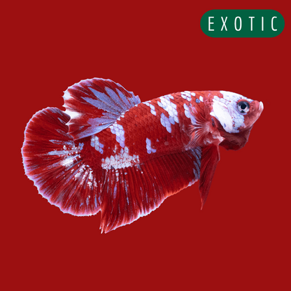 Koi Red Galaxy Cloud Plakat Male Betta Fish