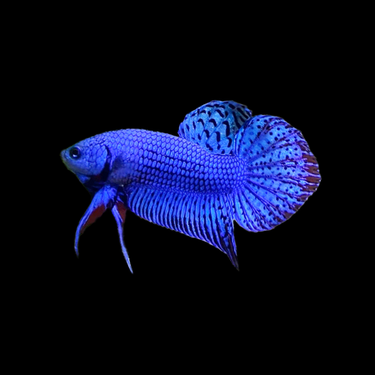 Wild Alien Blue Male Betta Fish