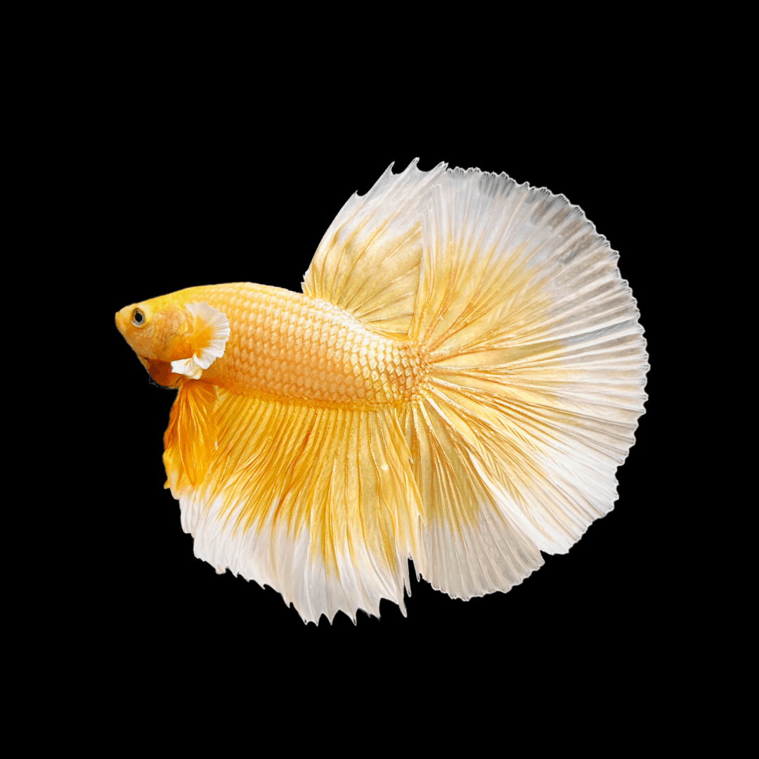 Super Gold Halfmoon Male Betta Fish