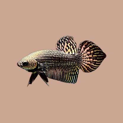 Wild Alien Copper Male Betta Fish