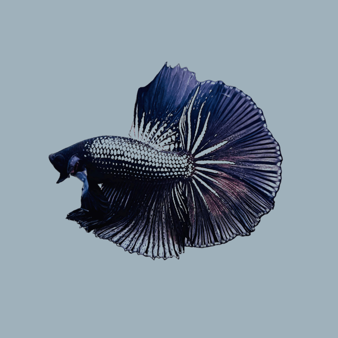 Black Copper Halfmoon Male Betta Fish