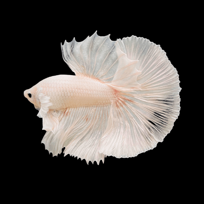 Super White Dumbo Ear Halfmoon Male Betta Fish