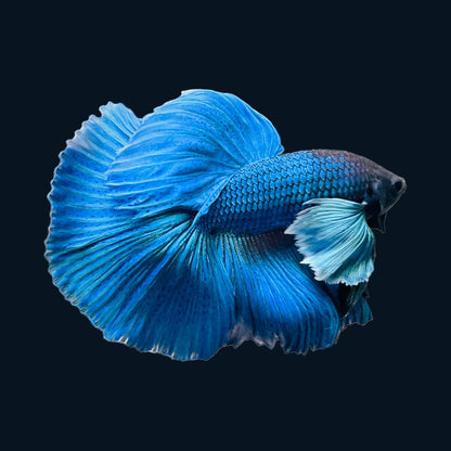 Royal Blue Dumbo Halfmoon Male Betta Fish